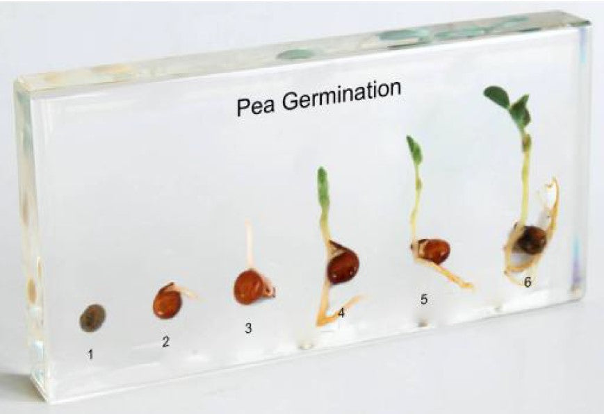 Zalitý exemplář Hrách