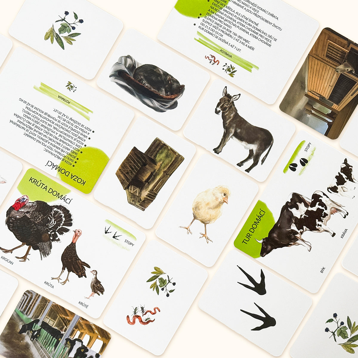 Sada edukačních karet domácí zvířata CZ