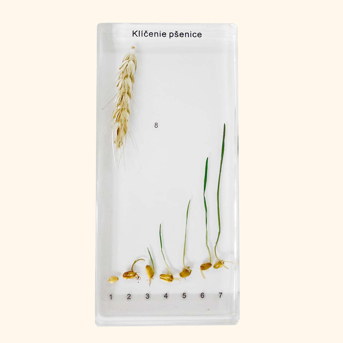 Zalitý exemplář Pšenice