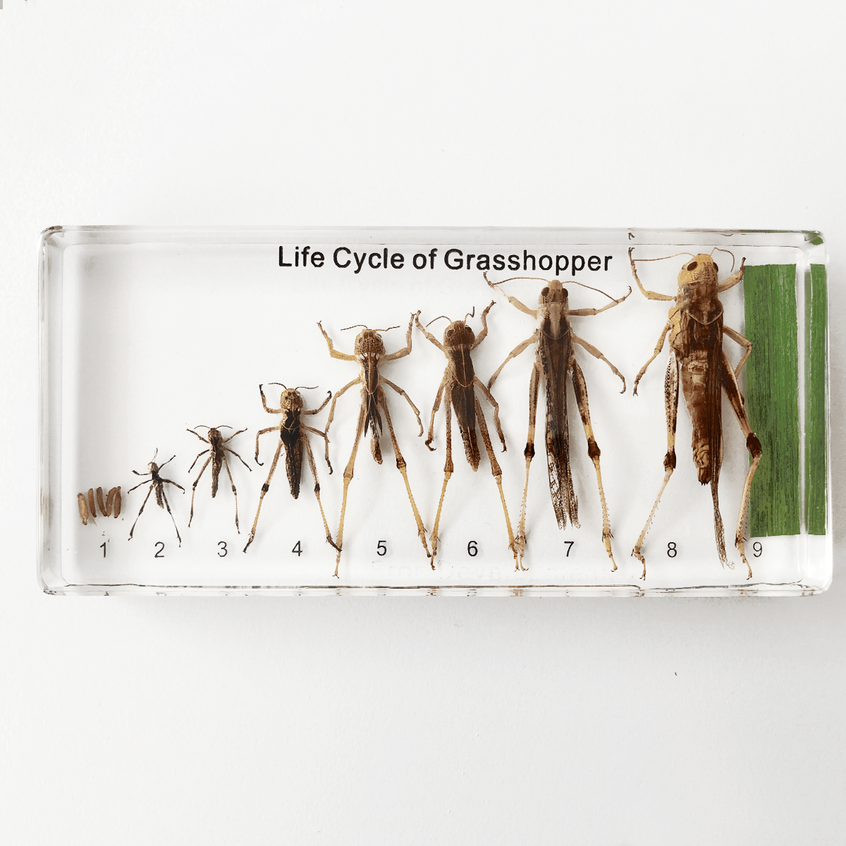 Zalitý exemplář Vývoj lučního koníka - Lerni.cz