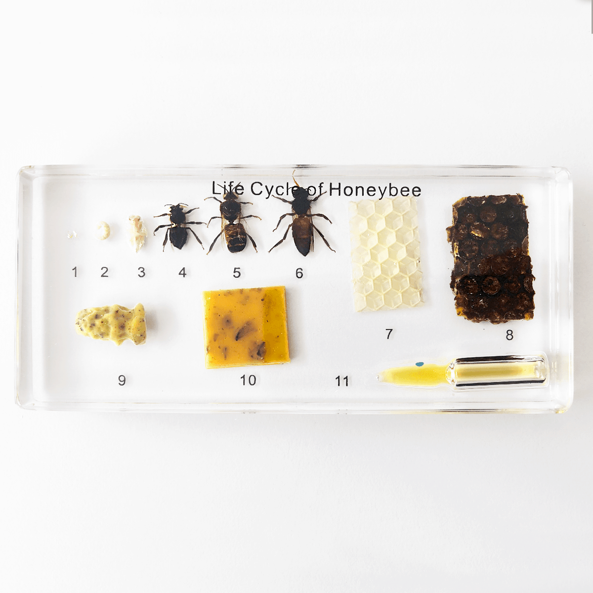 Zalitý exemplář Vývoj včely medonosné - Lerni.cz