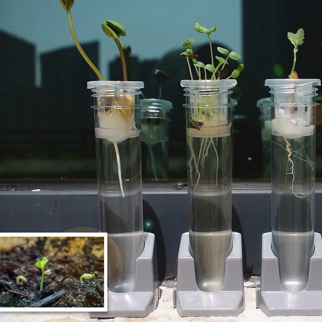 Zázračný svět - Pěstování rostlin - Lerni.cz