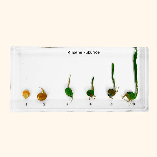 Zalitý exemplář Kukuřice