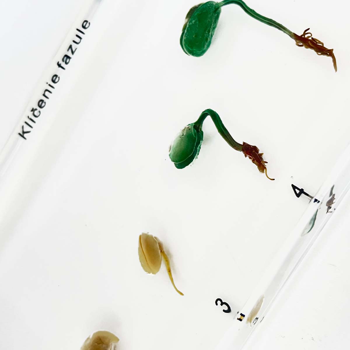 Zalitý exemplář Fazole