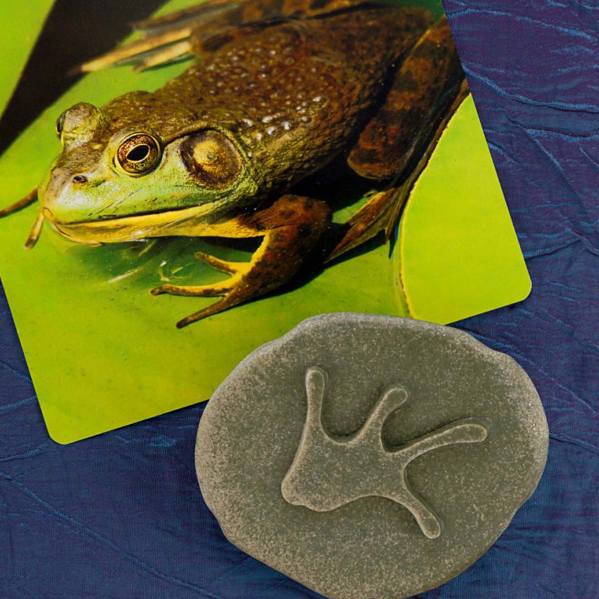 Stopy lesní zvířátka