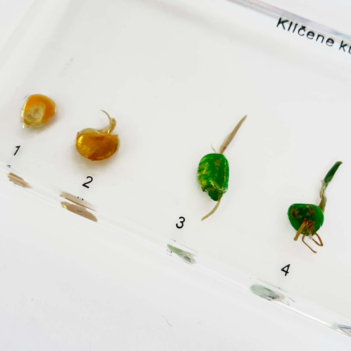 Zalitý exemplář Kukuřice