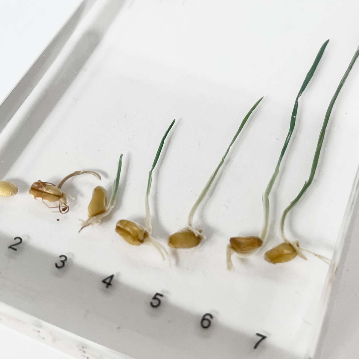 Zalitý exemplář Pšenice