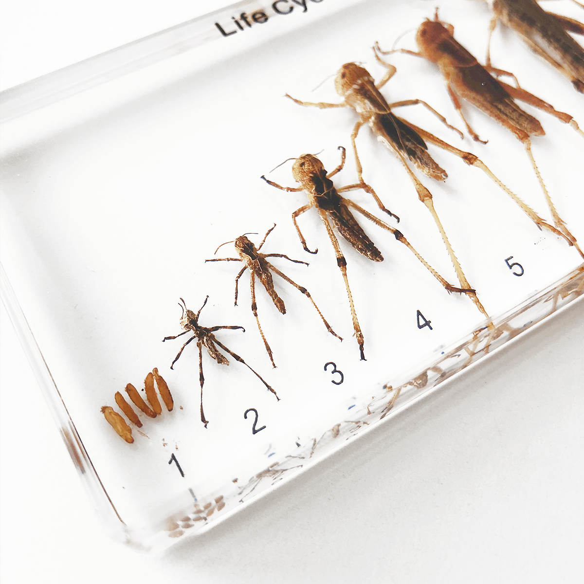 Zalitý exemplář Vývoj lučního koníka - Lerni.cz