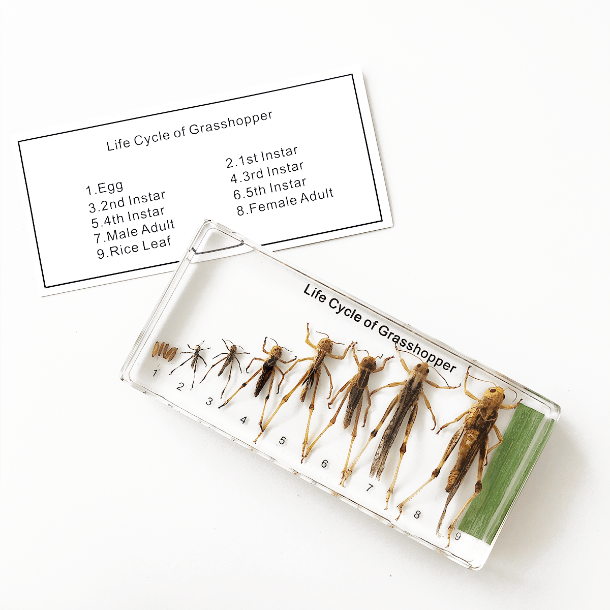 Zalitý exemplář Vývoj lučního koníka - Lerni.cz