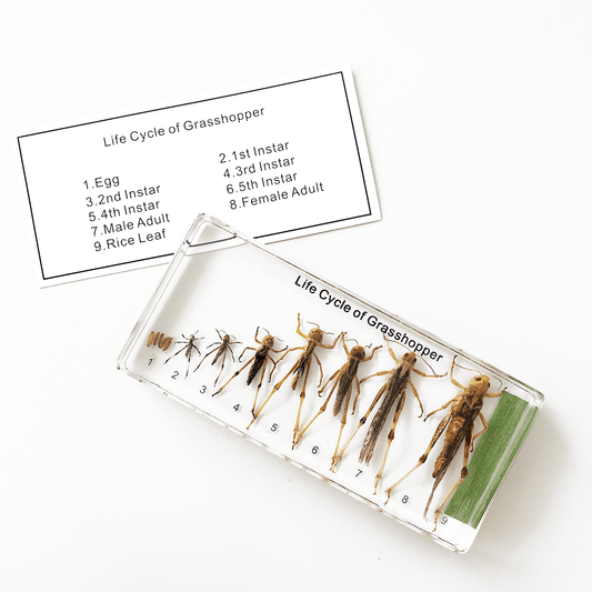 Zalitý exemplář Vývoj lučního koníka - Lerni.cz