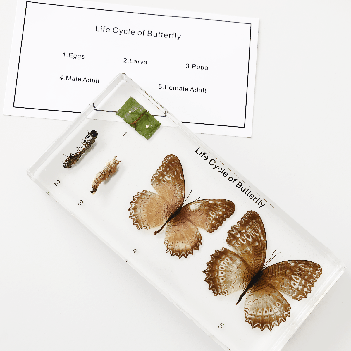 Zalitý exemplář Vývoj motýla - Lerni.cz