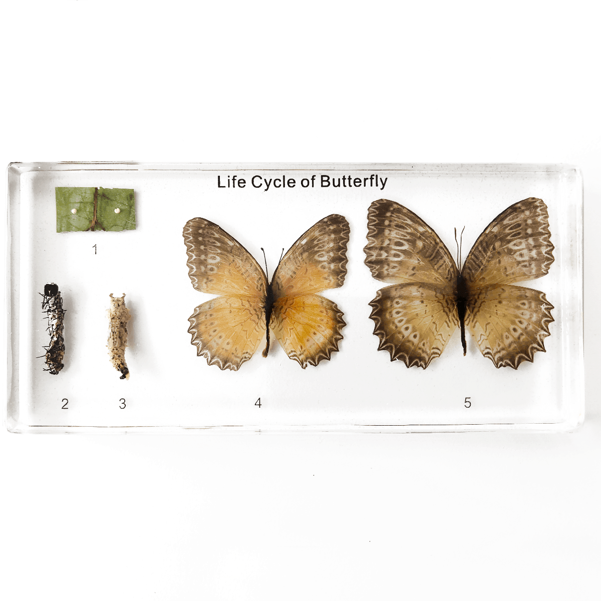 Zalitý exemplář Vývoj motýla - Lerni.cz