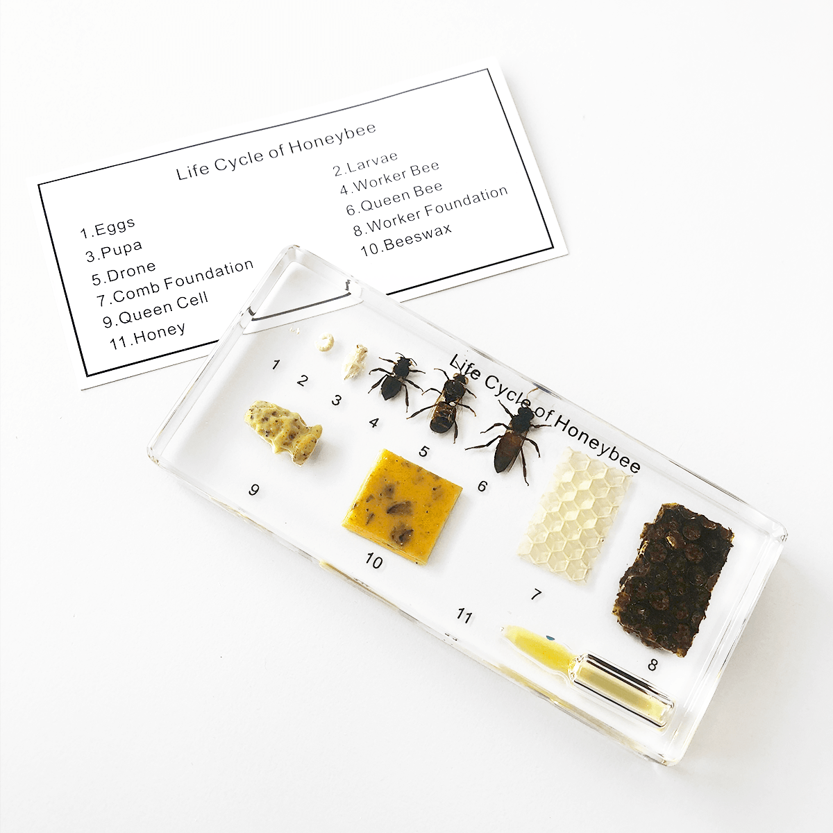 Zalitý exemplář Vývoj včely medonosné - Lerni.cz